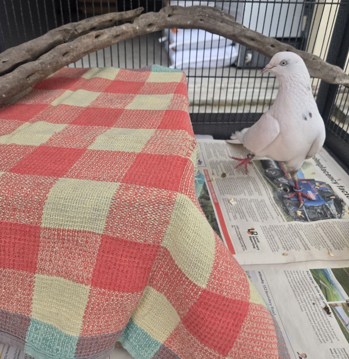 Gallery image: Malcolm 