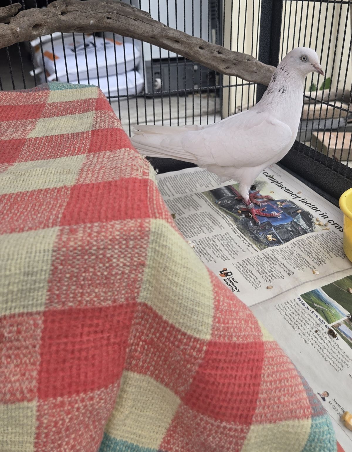 Gallery image: Malcolm 