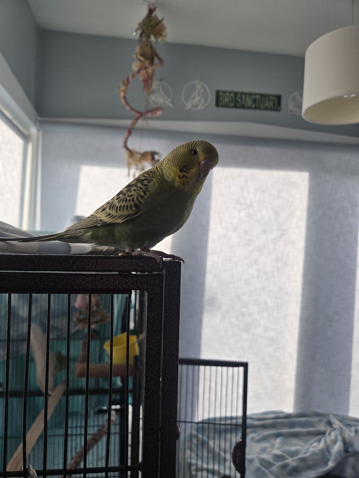 Gallery image: Virgil