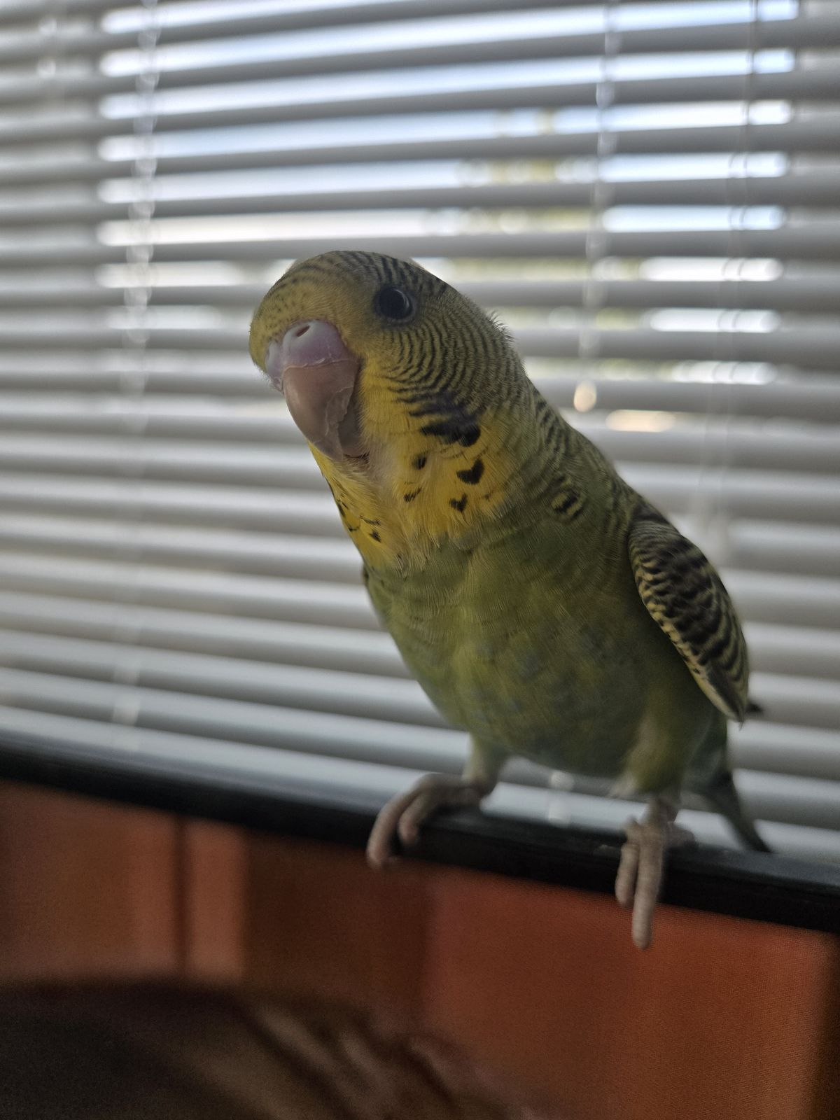 Gallery image: Virgil