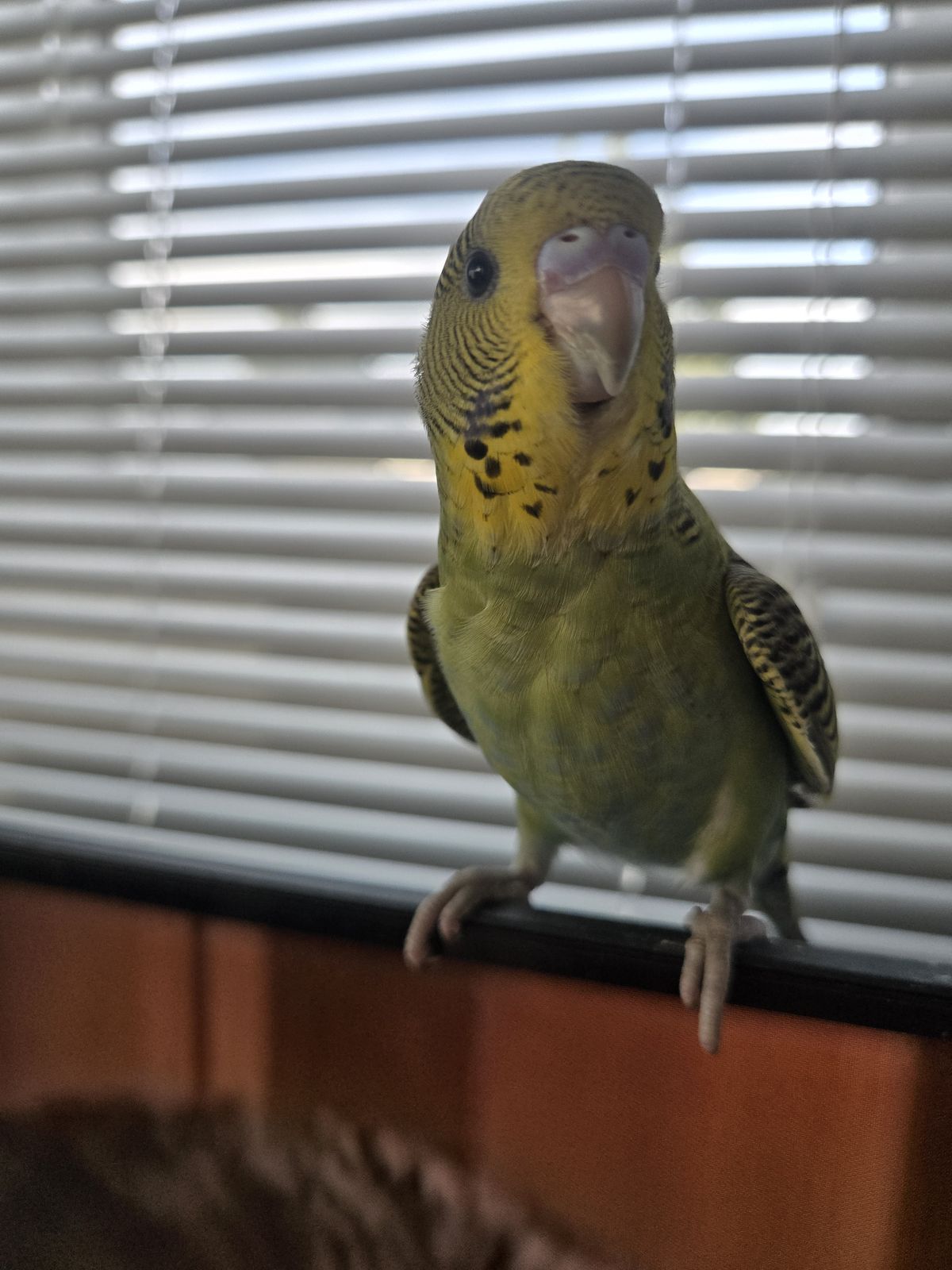 Gallery image: Virgil