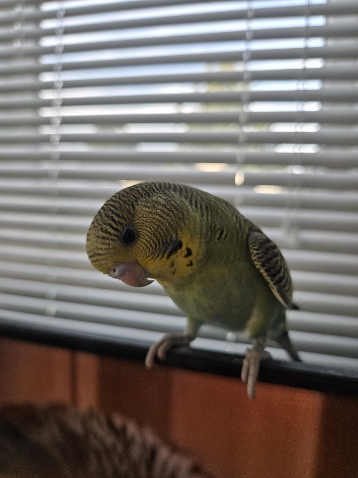 Gallery image: Virgil