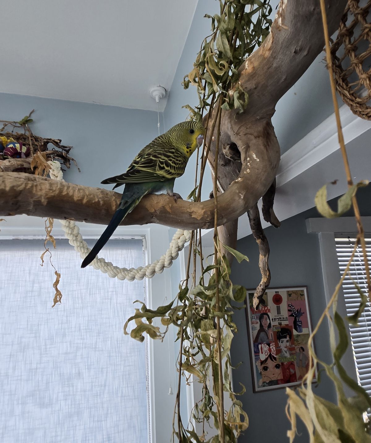 Gallery image: Virgil