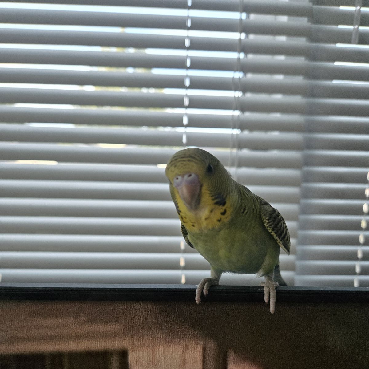 Gallery image: Virgil