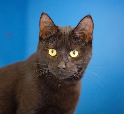 Ellie - Domestic Short Hair