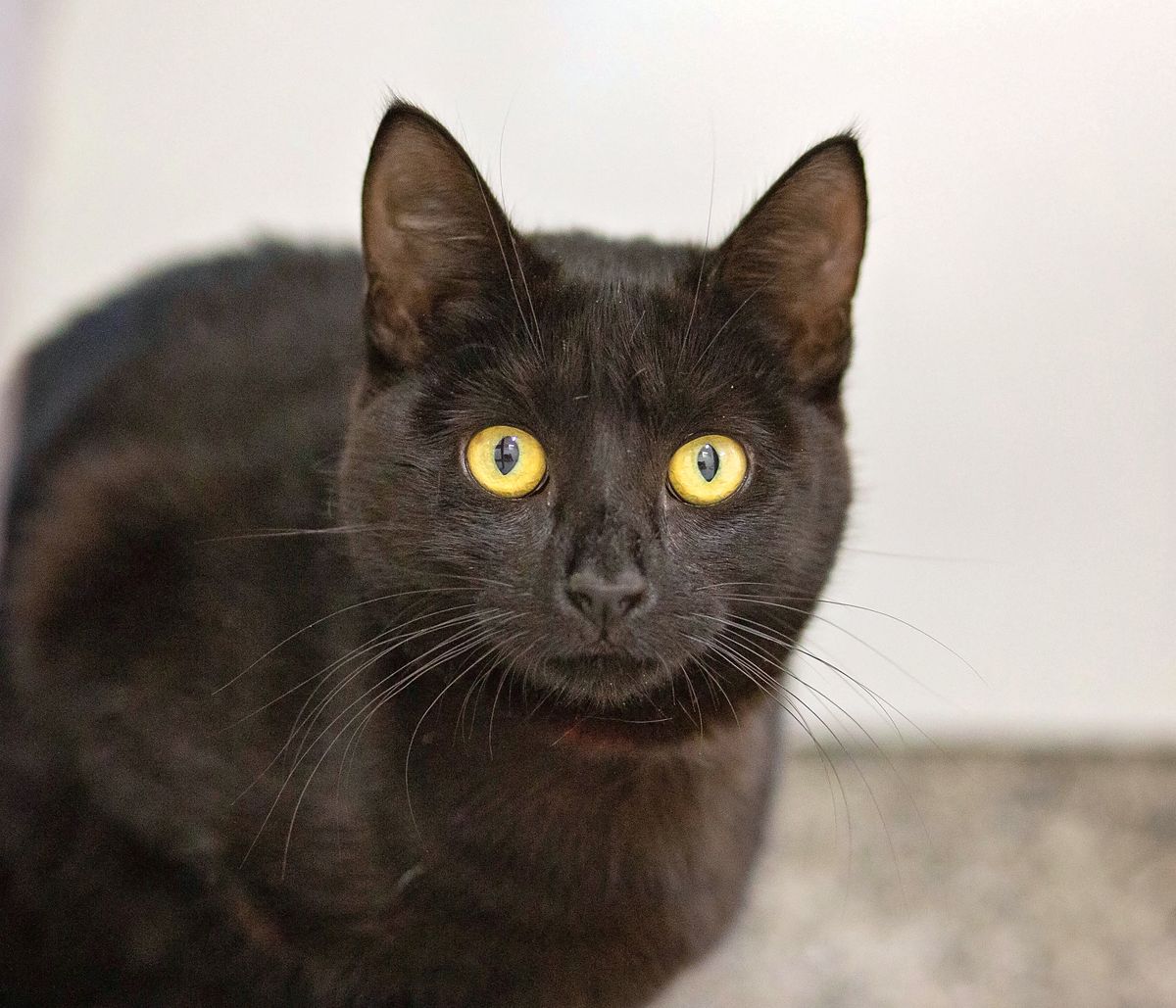 Gallery image: Maisie