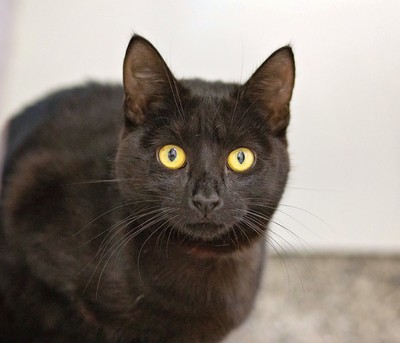 Maisie - Domestic Short Hair