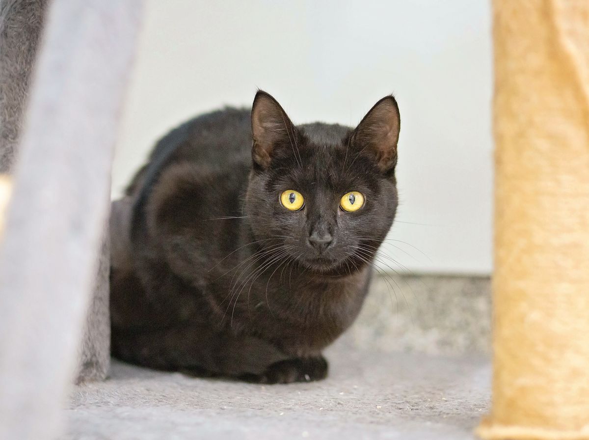 Gallery image: Maisie