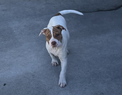 Rory - American Bulldog