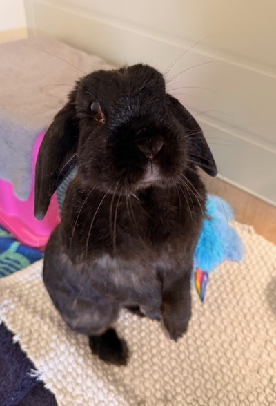 Pepper - Lop Eared
