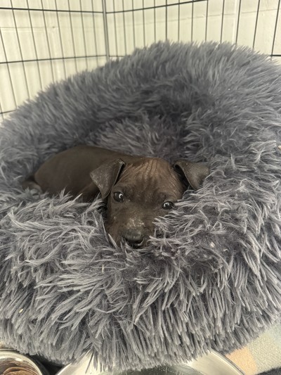 Nolan - Medium Cross Breed