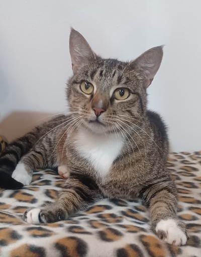 Tallulah - Domestic Short Hair