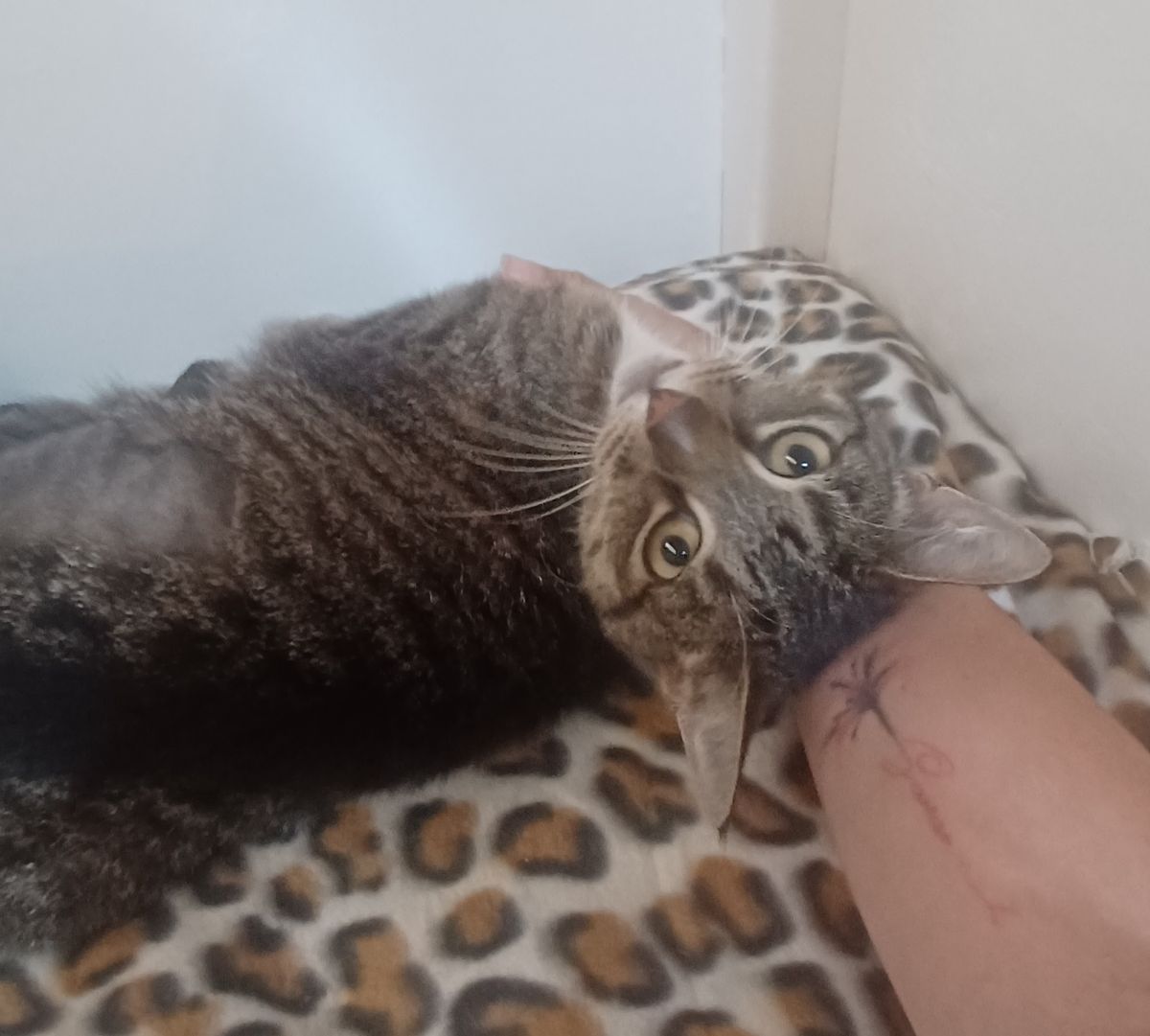 Gallery image: Tallulah