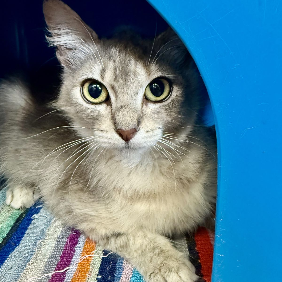 Gallery image: Nancy