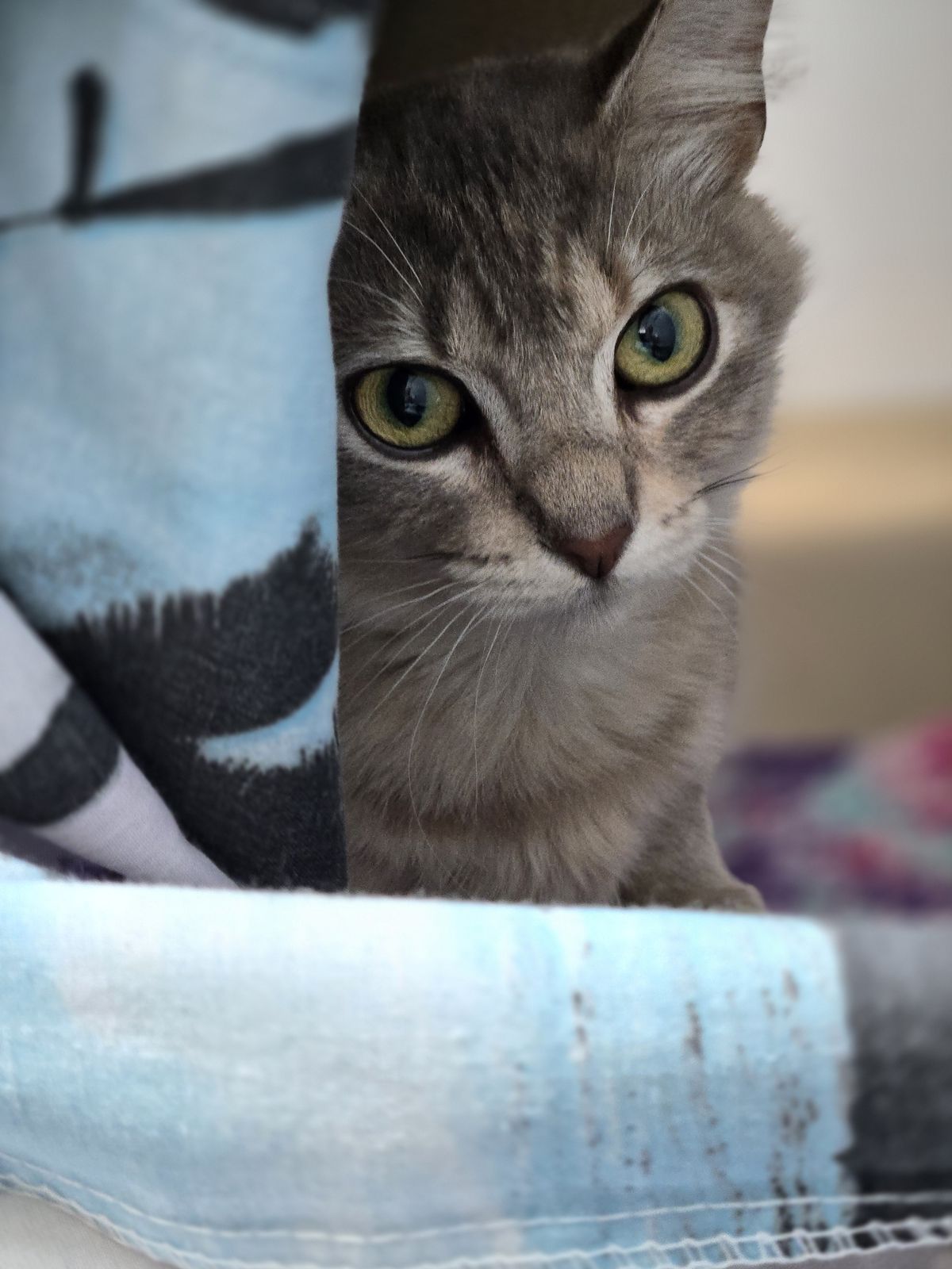 Gallery image: Nancy