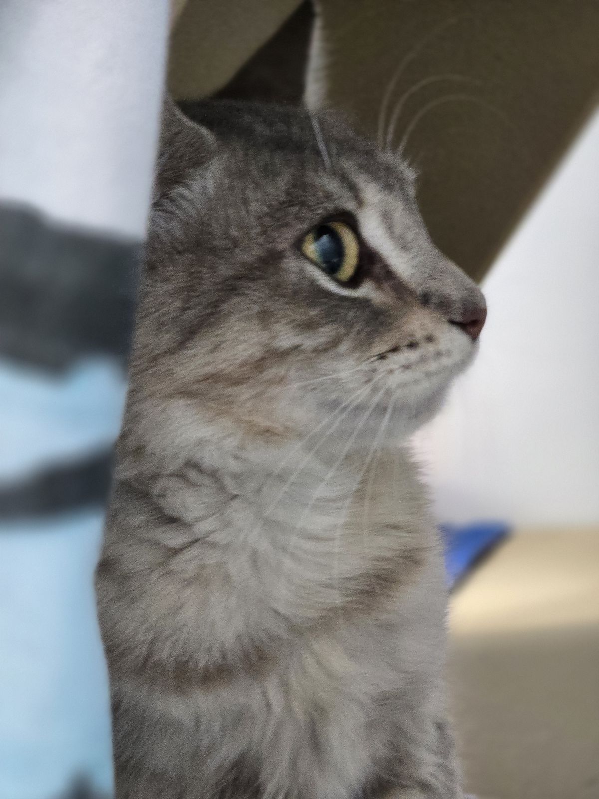 Gallery image: Nancy