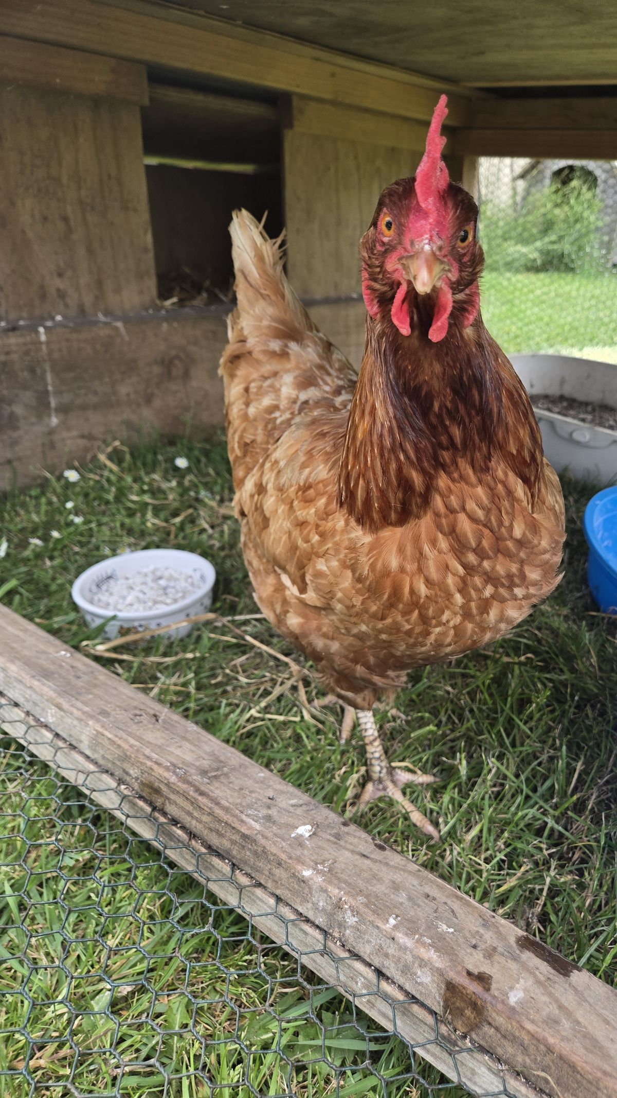 Gallery image: Poppy