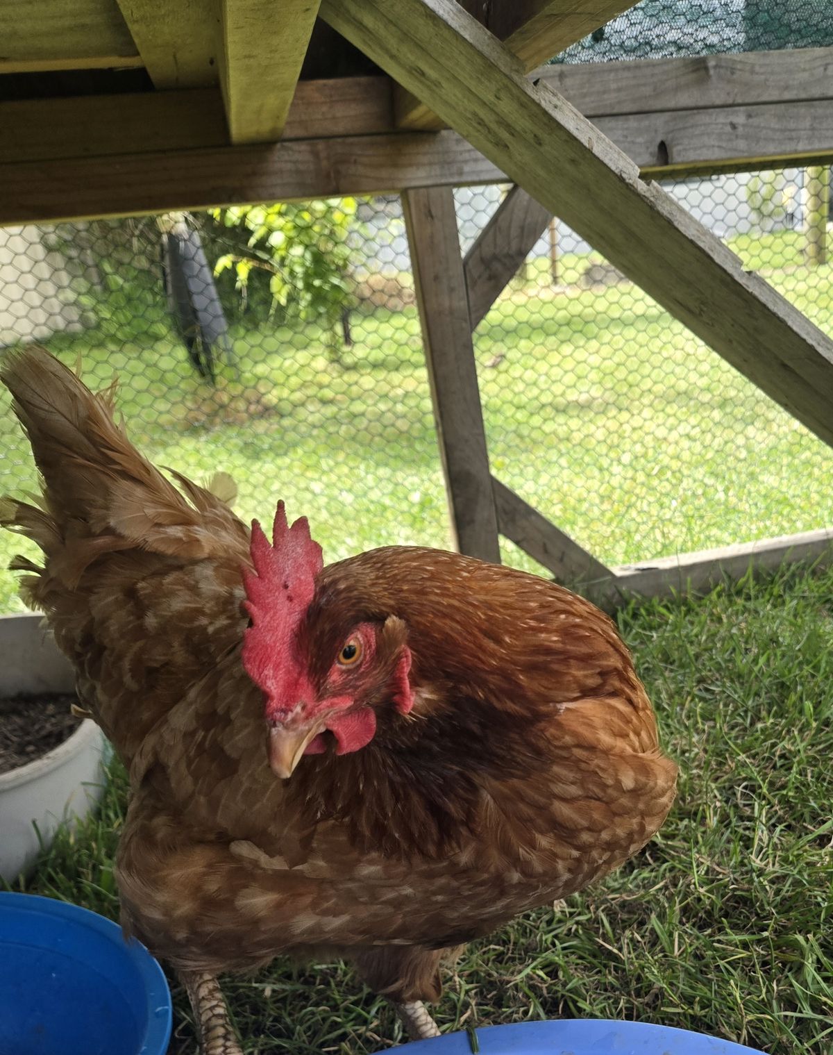 Gallery image: Poppy