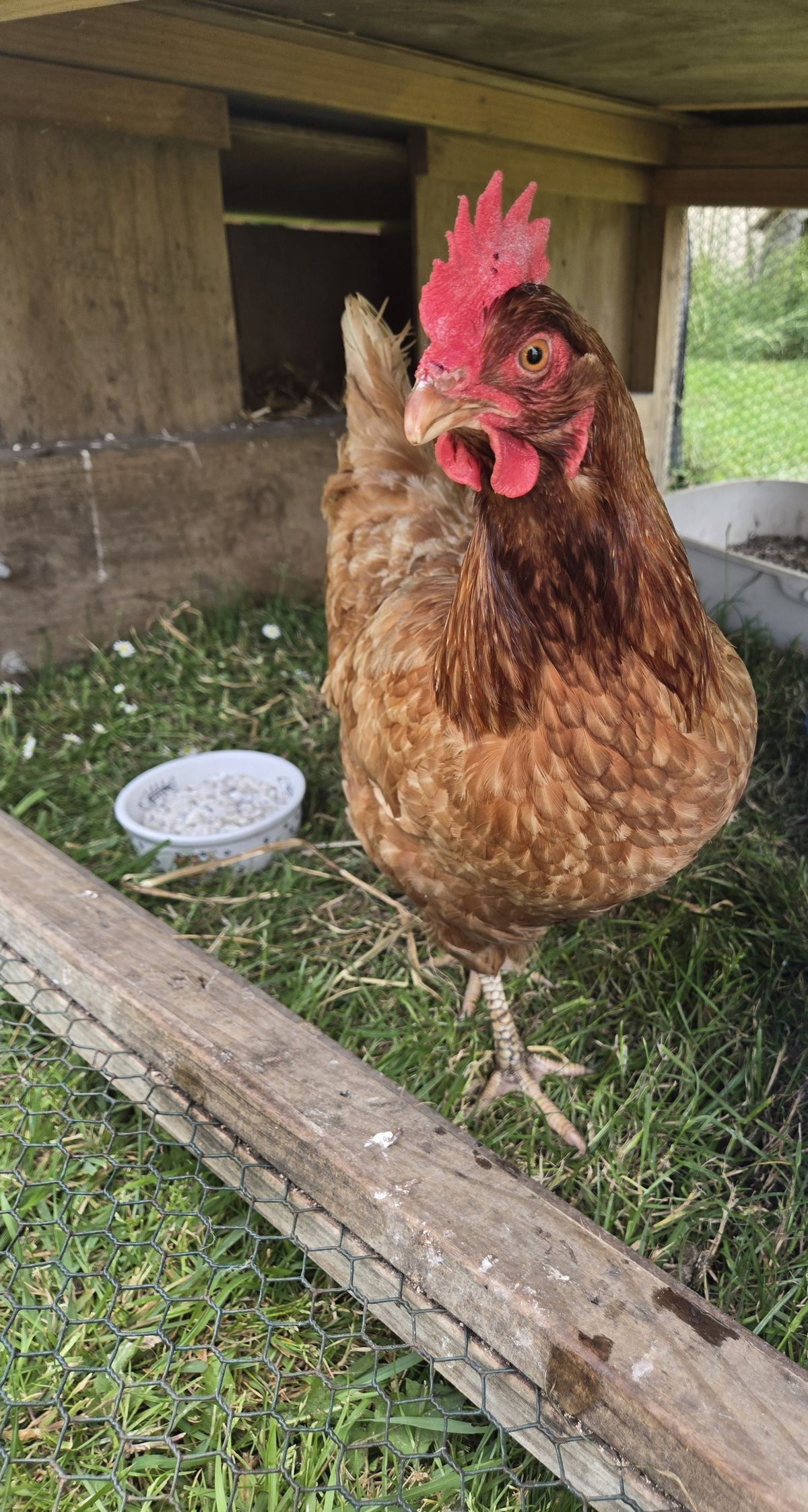 Gallery image: Poppy