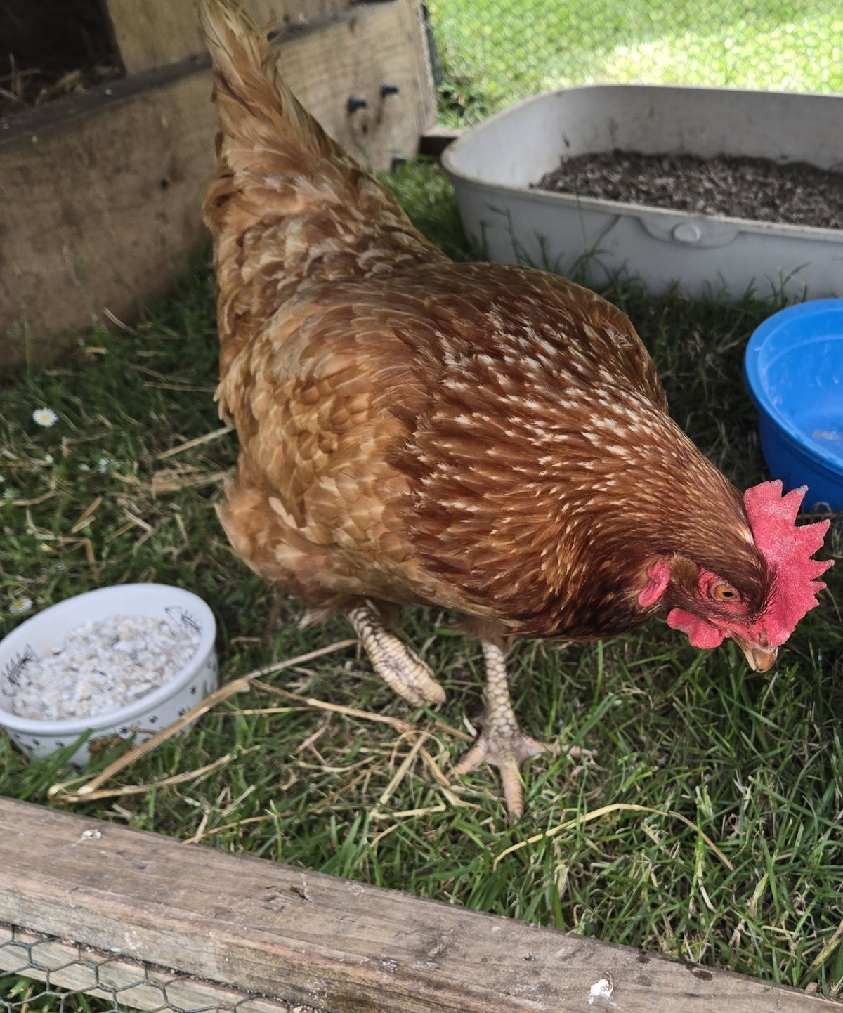 Gallery image: Poppy