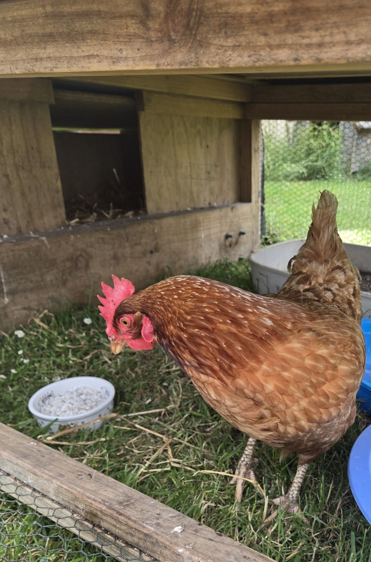 Gallery image: Poppy