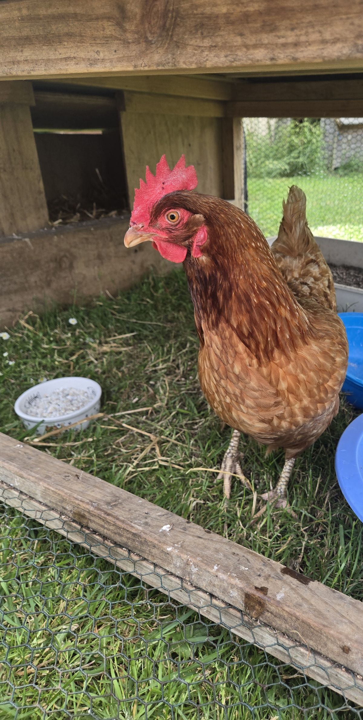 Gallery image: Poppy