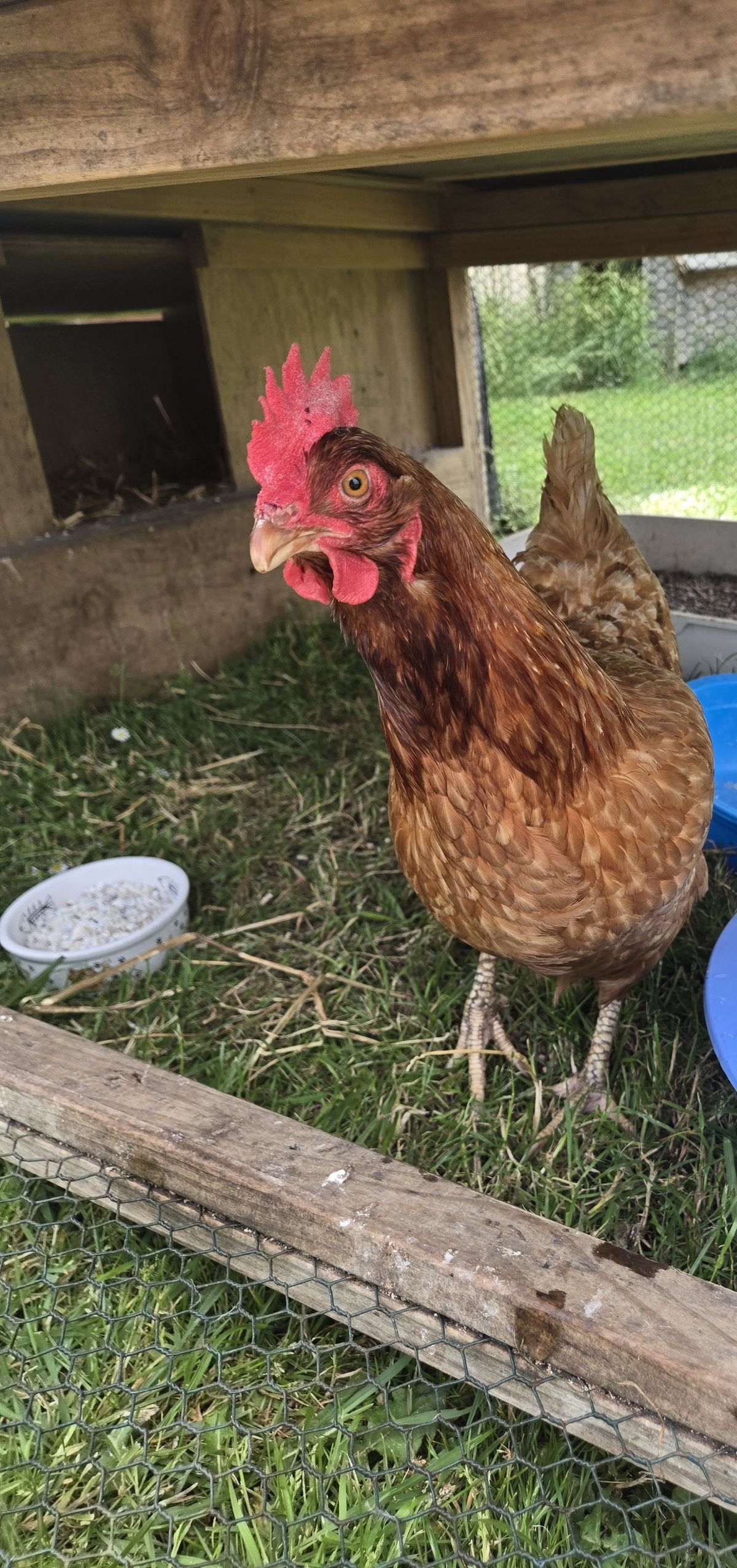 Gallery image: Poppy