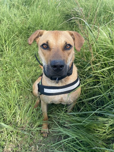 Stanley - Medium Cross Breed