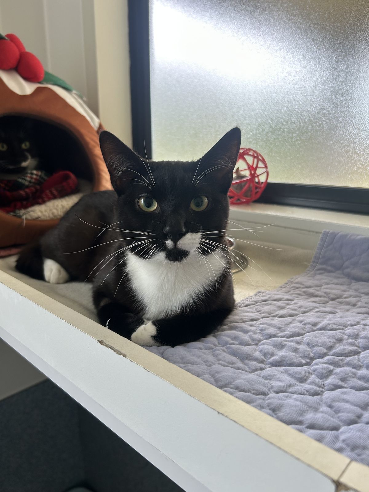 Gallery image: Madja