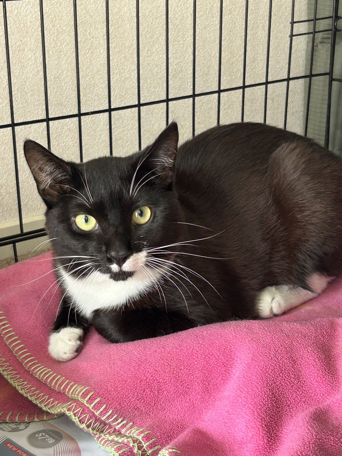 Gallery image: Madja