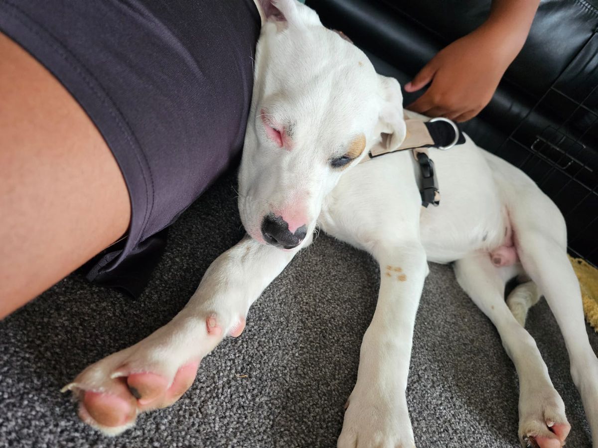 Gallery image: Wesley