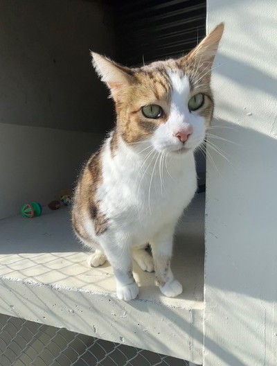 Tiger - Domestic Short Hair