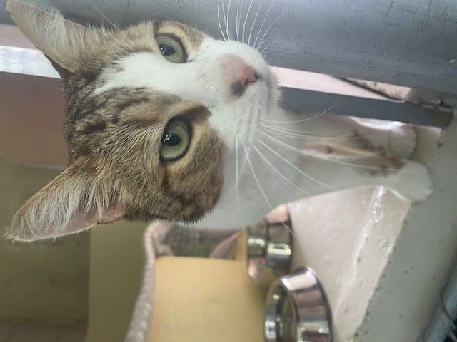 Gallery image: Tiger