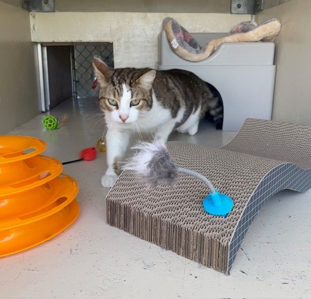 Gallery image: Tiger