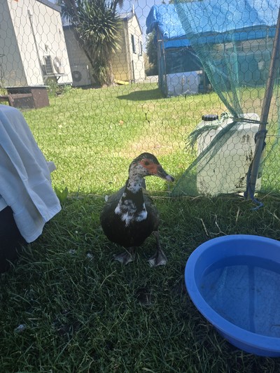 Frida - Ducks-Muscovy