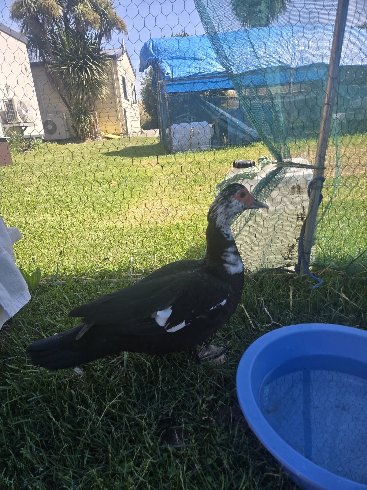 Gallery image: Frida