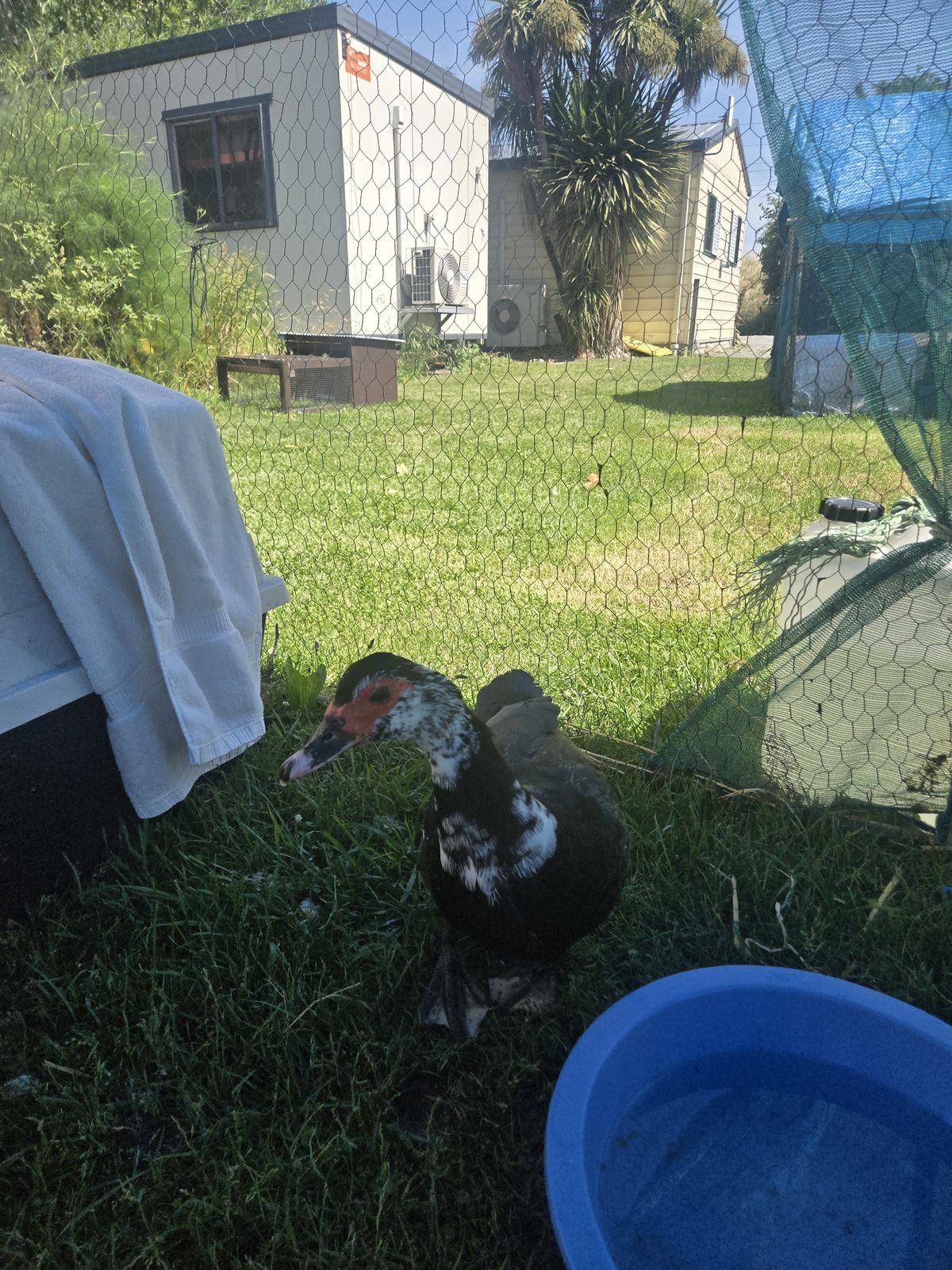 Gallery image: Frida