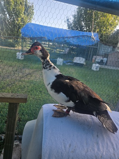 Maple - Ducks-Muscovy