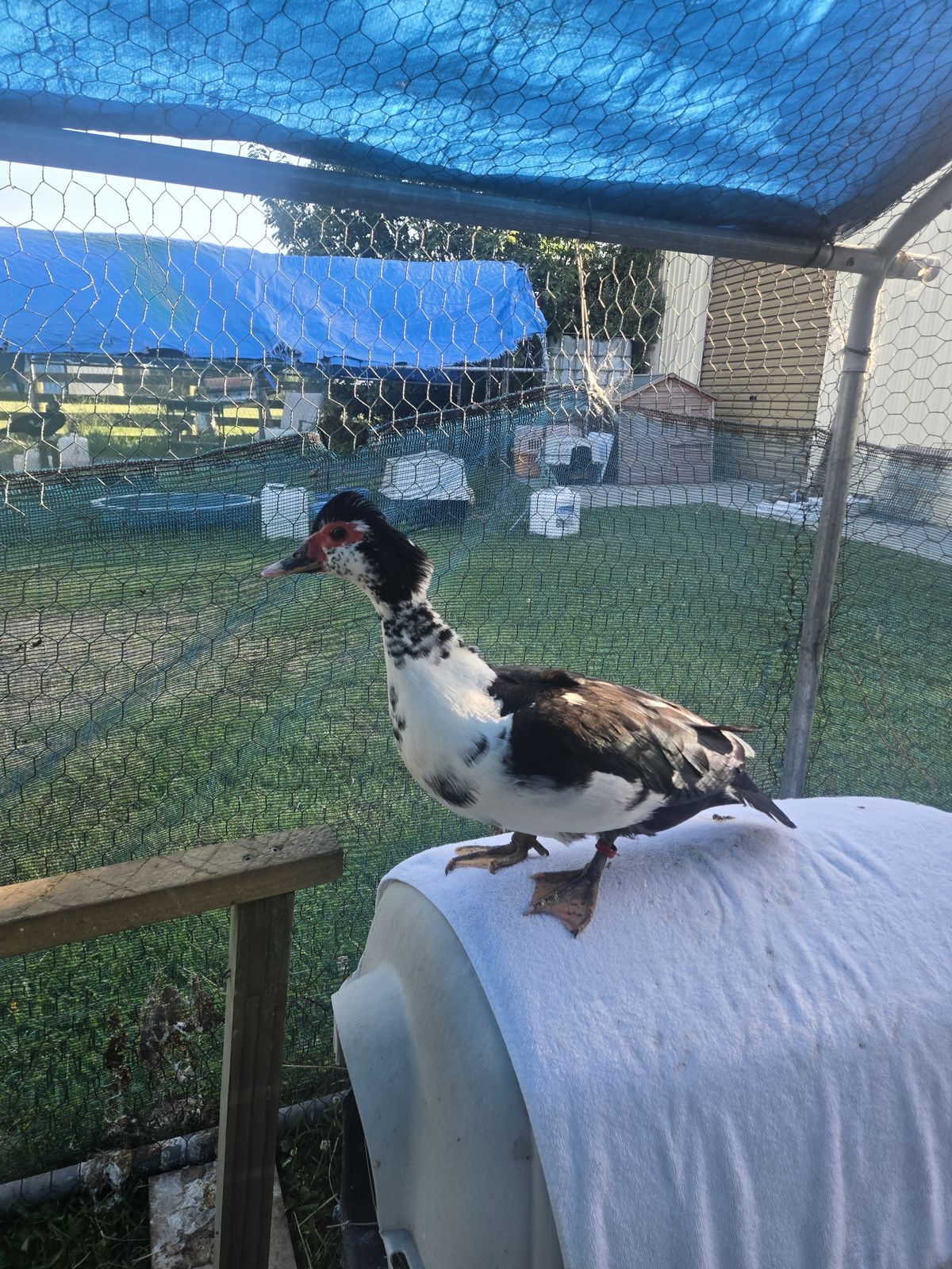 Gallery image: Maple