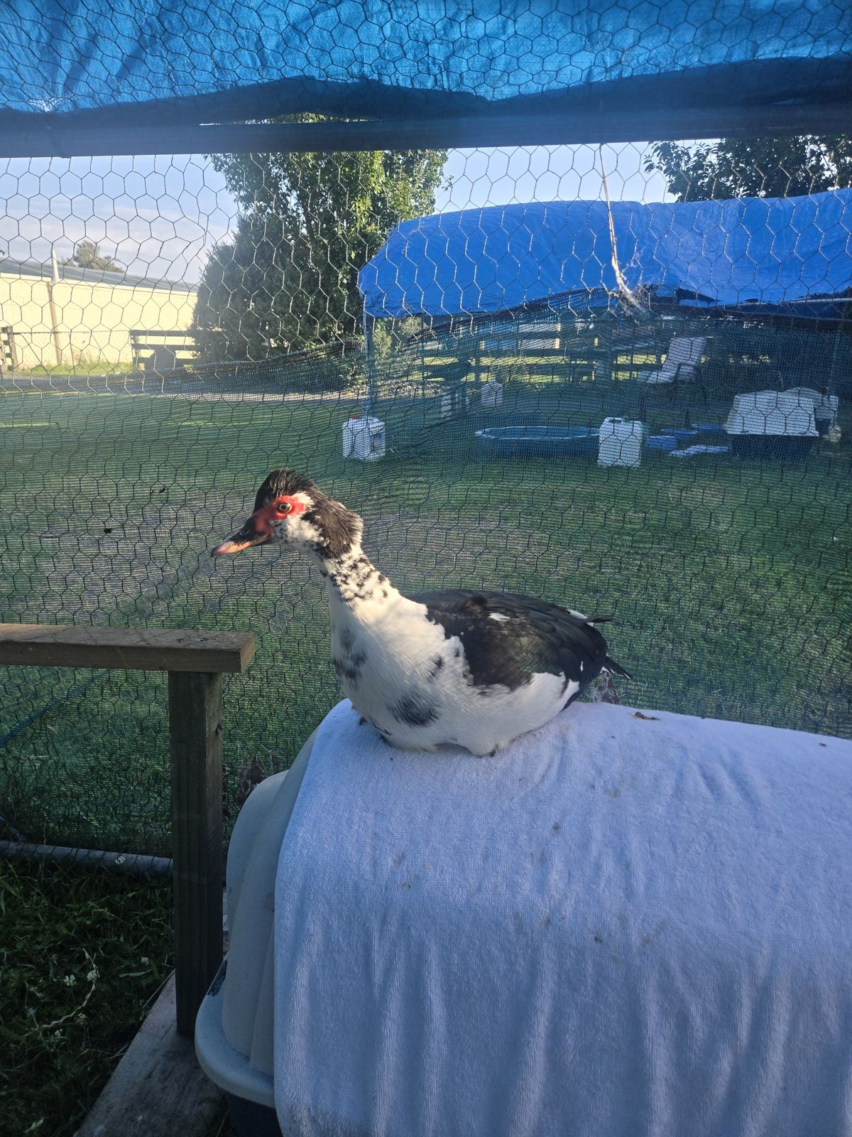 Gallery image: Maple