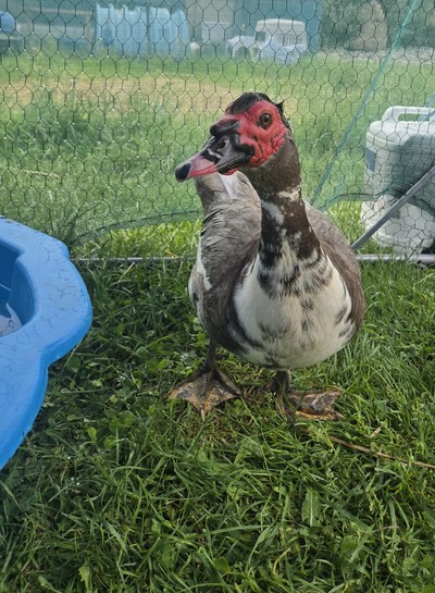 Noah - Ducks-Muscovy