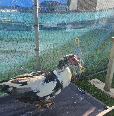 Milo - Ducks-Muscovy