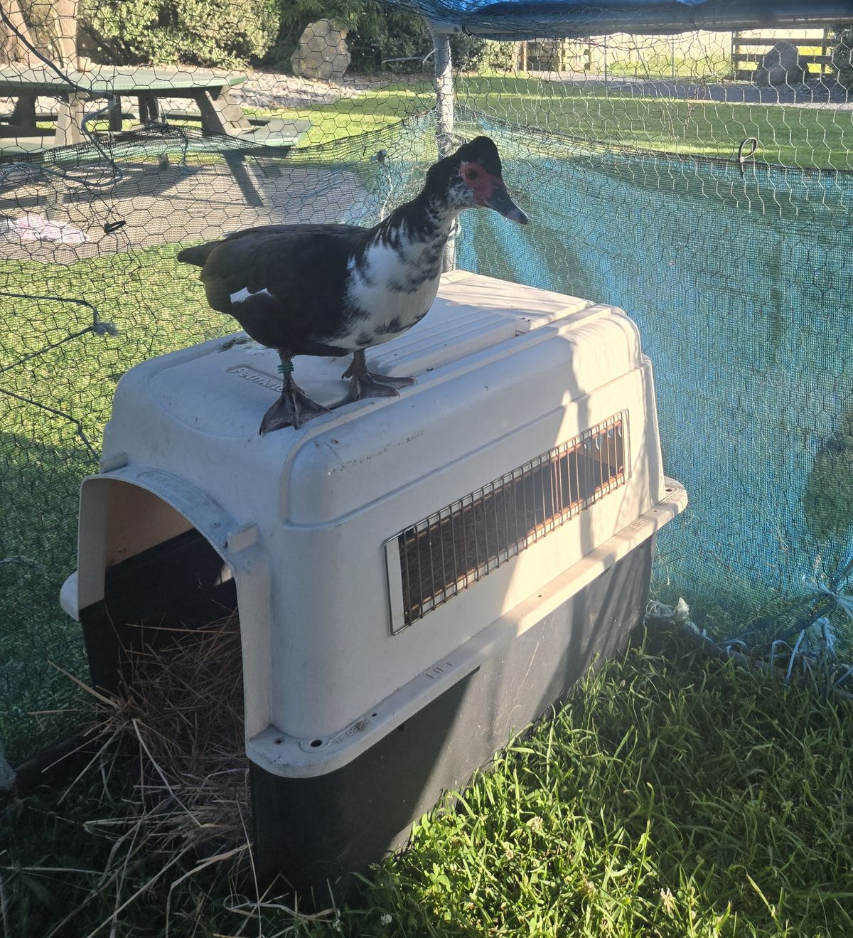 Gallery image: Fennel