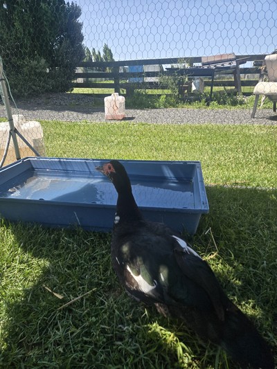 Alma - Ducks-Muscovy