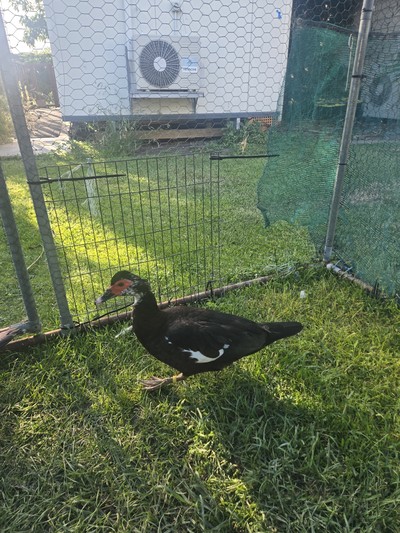 Polly - Ducks-Muscovy