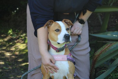 Sky - American Staffy