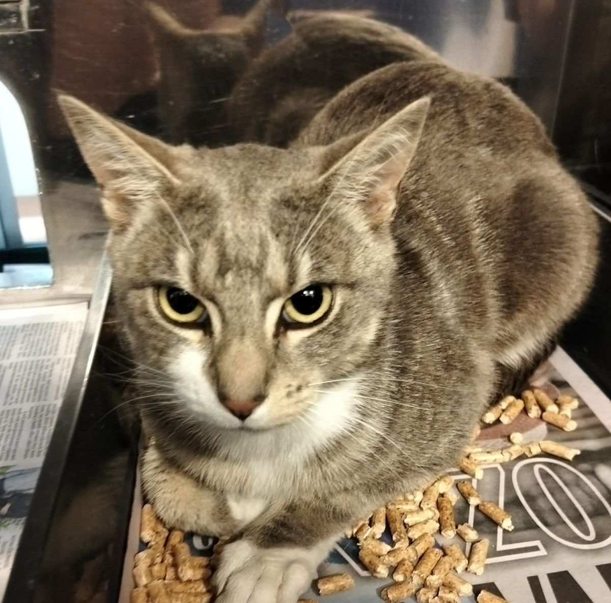 Gallery image: Tiger