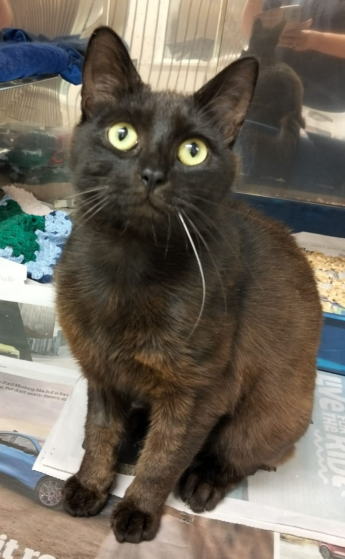 Gallery image: Blackie