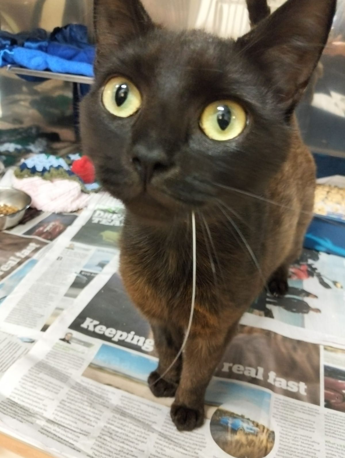 Gallery image: Blackie