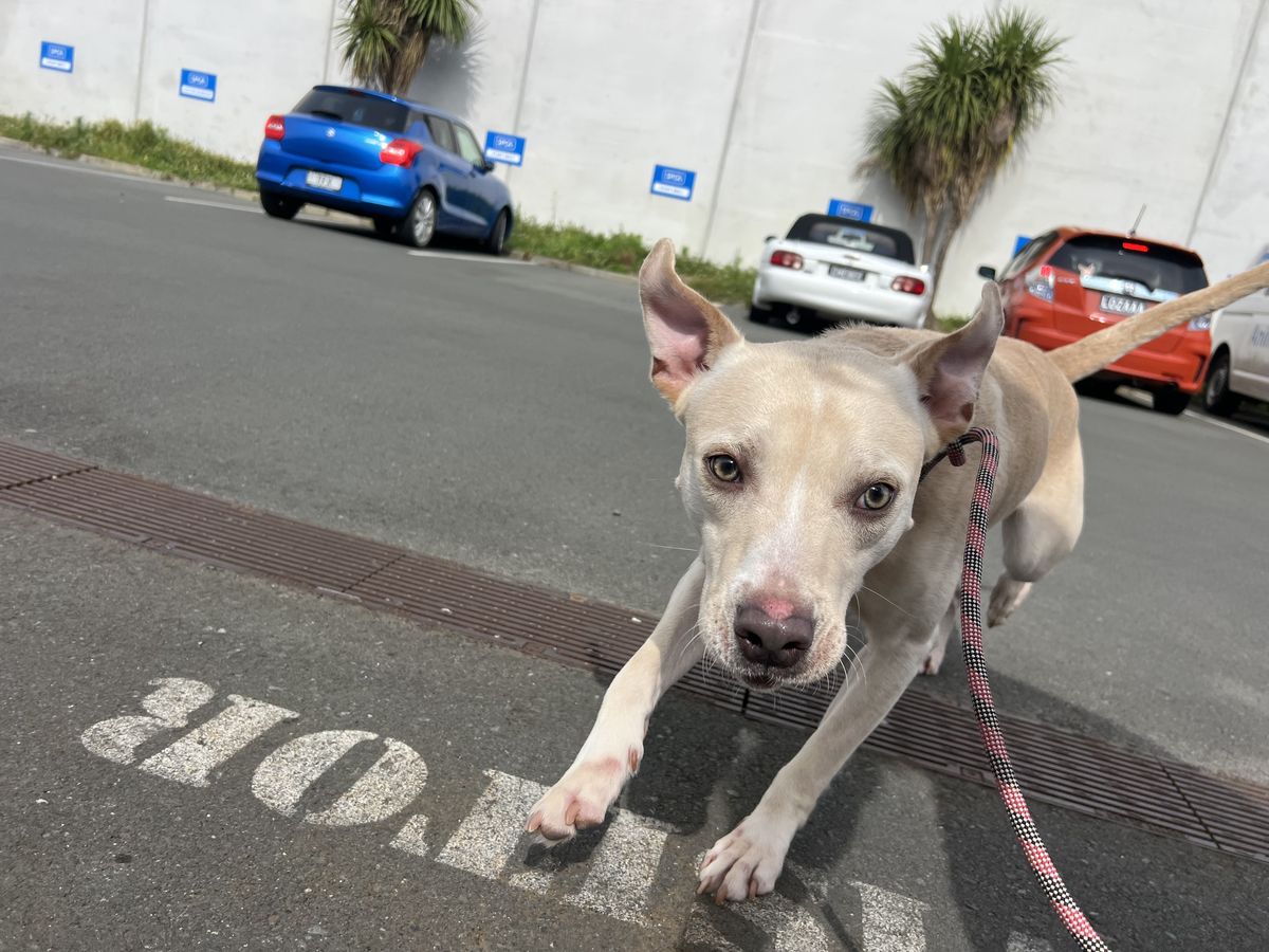 Gallery image: Mayday